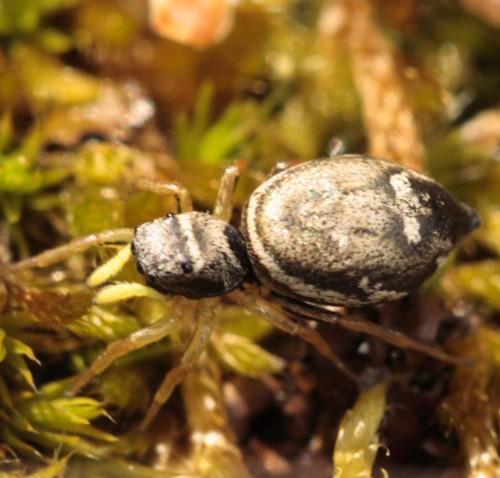 Réf. 65 132 : Heliophanus cupreus