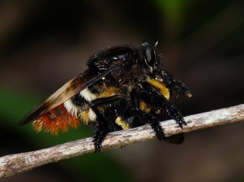 Mallophora tibialis