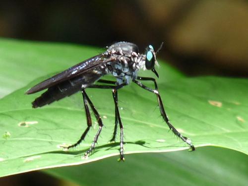 Archilestris sp.