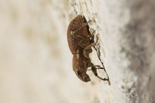 Naupactus cervinus