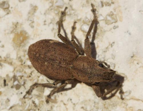 Naupactus cervinus