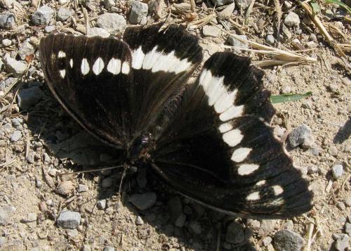 Réf. 65 031 : Brintesia circe