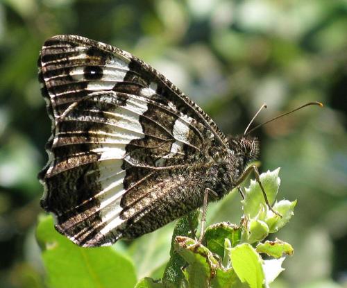 Réf. 65 032 : Brintesia circe