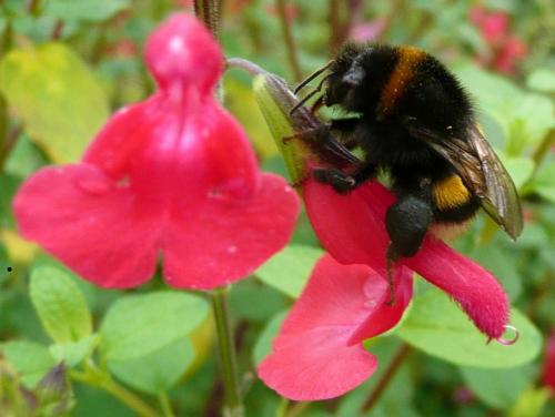 Réf. 65 704 : Bombus sp.