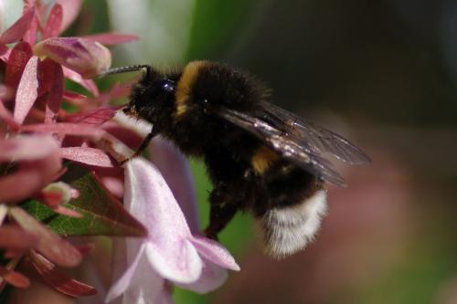 Bombus sp.
