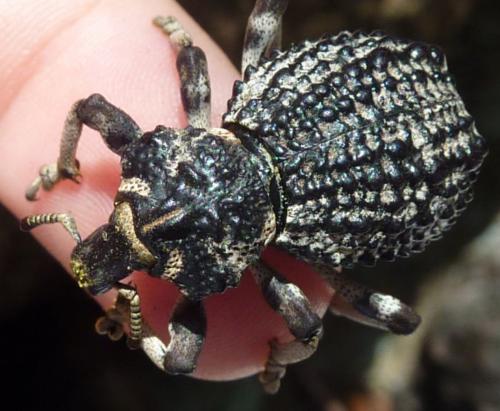 Rhytidophloeus robustus