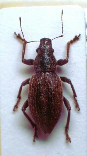 Brachyderes illaesus