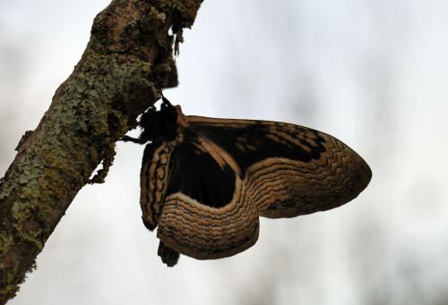 Réf. 65 242 : Brahmaea wallichii