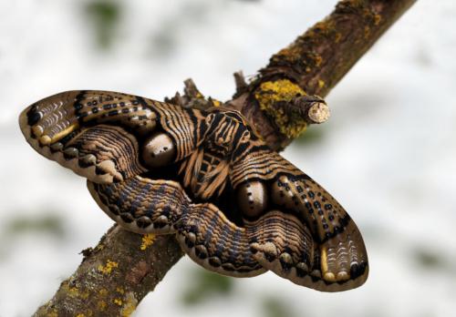 Brahmaea wallichii