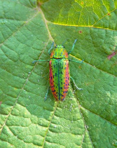 Lamprodila decipiens