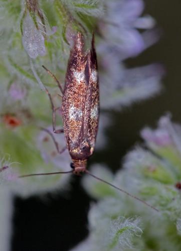 Réf. 65 438 : Scythris sp.