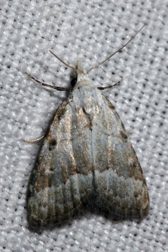 Nola aerugula
