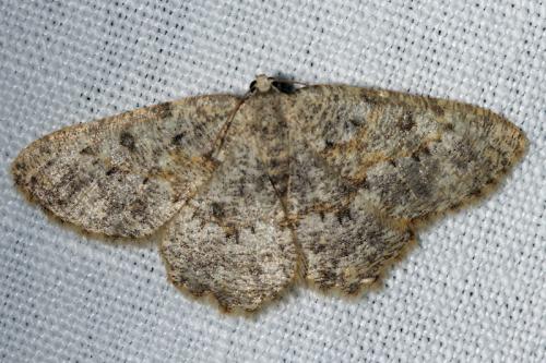 Charissa sp.