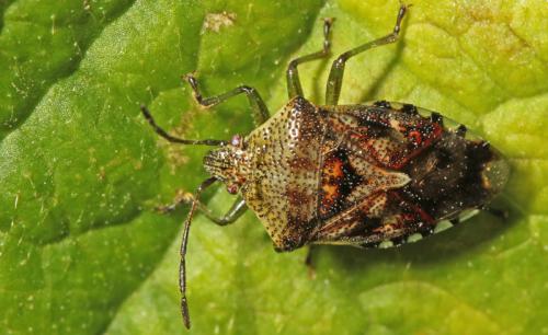 Elasmucha grisea grisea