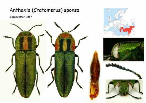 Anthaxia sponsa