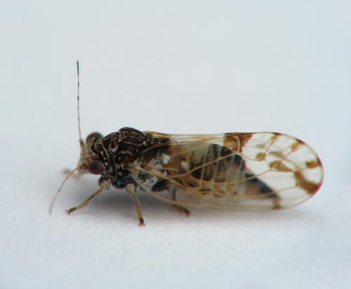 Réf. 65 977 : Cacopsylla pulchella