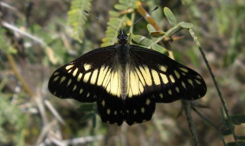 Réf. 65 913 : Catasticta nimbice