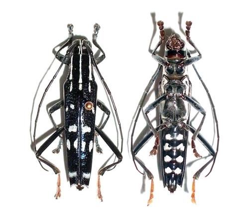 Glenea elegans