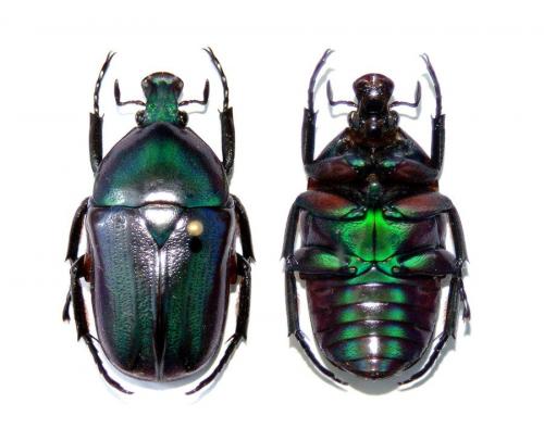 Ingrisma euryrrhina