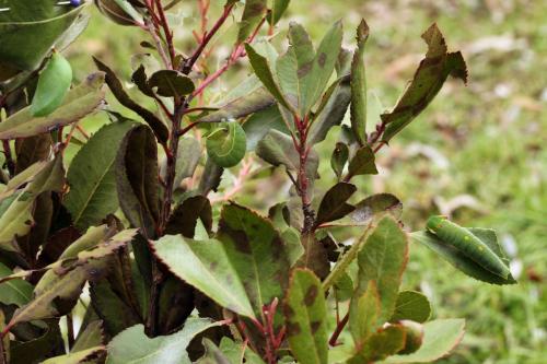 Charaxes jasius