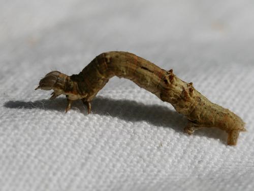 Réf. 65 425 : Selenia dentaria