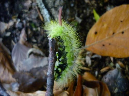 Calliteara pudibunda