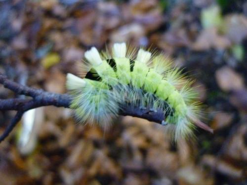 Calliteara pudibunda