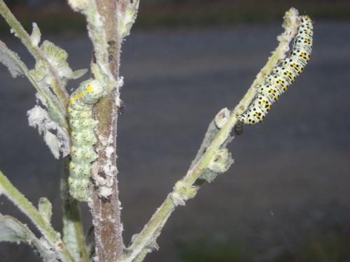 Réf. 65 142 : Cucullia sp.