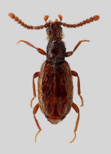 Chevrolatia insignis