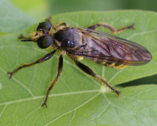 Choerades sp.