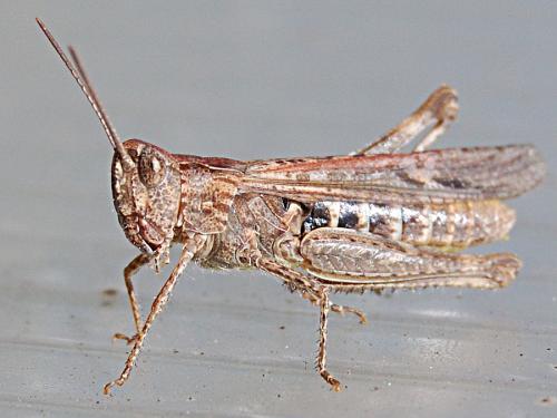 Réf. 65 840 : Chorthippus brunneus brunneus