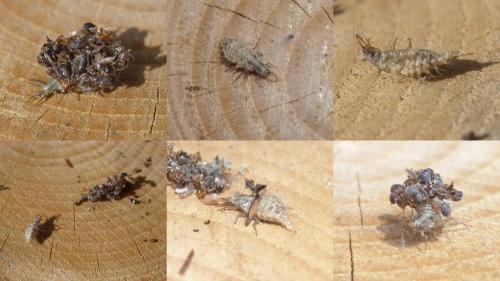 Pseudomallada sp.