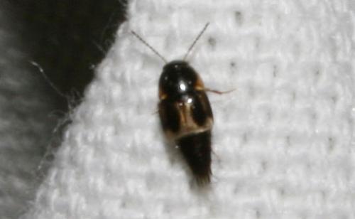 Réf. 65 214 : Cilea silphoides