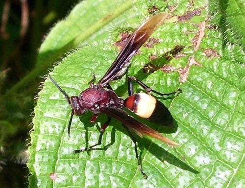 Réf. 65 545 : Polistes sagittarius
