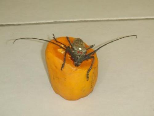 Batocera rufomaculata