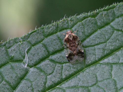 Réf. 65 682 : Cixius cunicularius