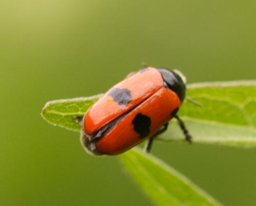 Réf. 65 583 : Clytra sp.