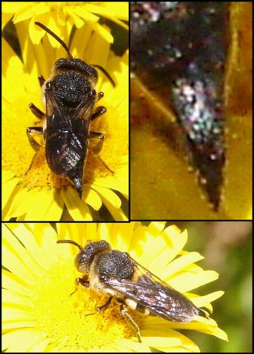 Réf. 65 708 : Coelioxys (elongata-inermis)