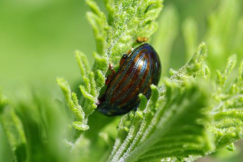 Réf. 65 588 : Chrysolina americana