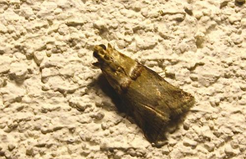Réf. 65 257 : Acrobasis tumidana