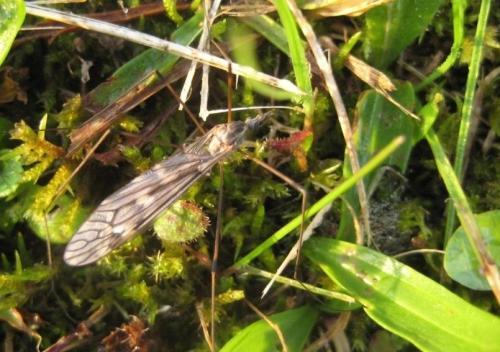 Tipula confusa
