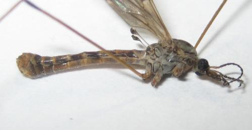 Tipula confusa