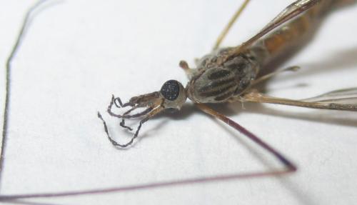 Tipula confusa