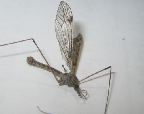 Tipula confusa