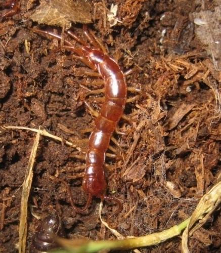 Lithobius forficatus
