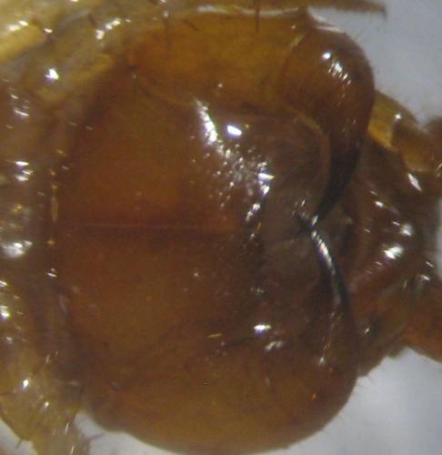 Lithobius forficatus
