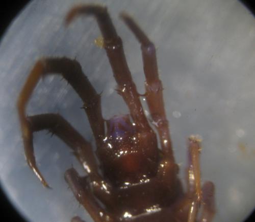Lithobius forficatus