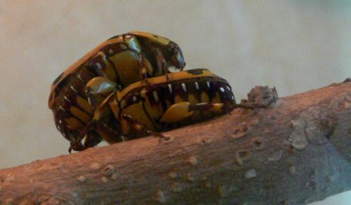 Pachnoda ephippiata