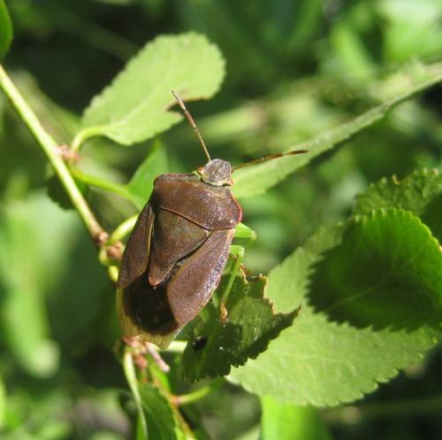Palomena prasina