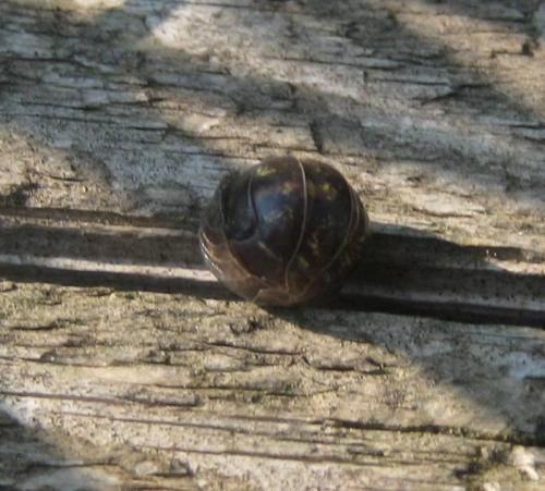 Réf. 65 923 : Armadillidium sp.